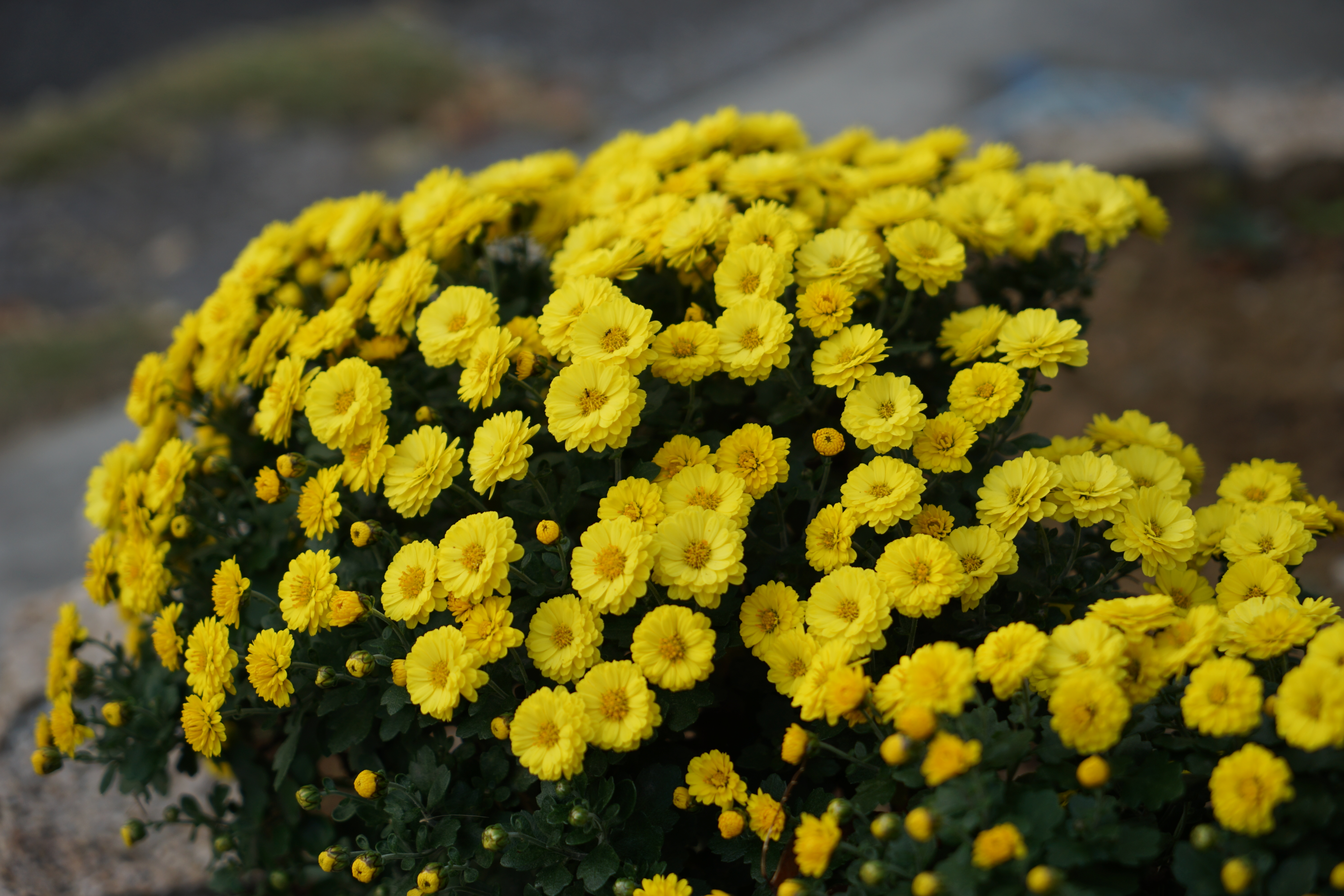 so70mm黄色い花